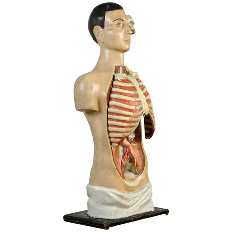 Five Anatomical Wax Models By Hermann Eppler For Sale At StDibs