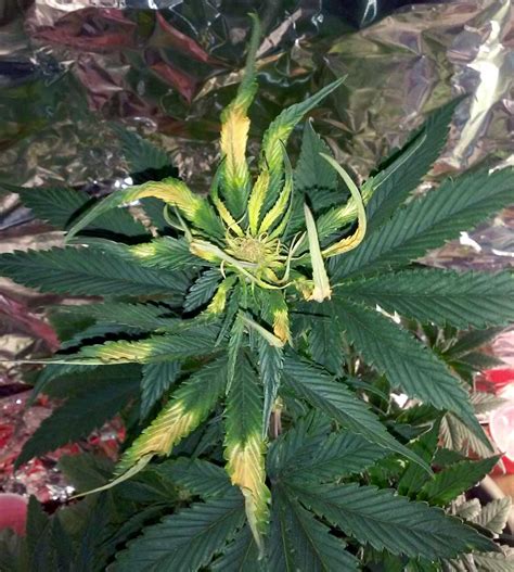 However, if a cactus turns brown from the top down, it's a sign of sunburn or some other problem. Cannabis Light Burn & Light Stress Symptoms | Grow Weed Easy