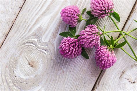 All About Red Clover Minneopa Orchards