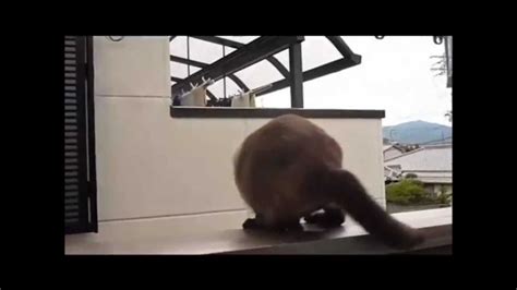 El Gato Volador Calcula Mal El Salto Youtube
