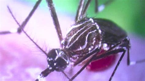 officials u s zika case sexually transmitted cnn video