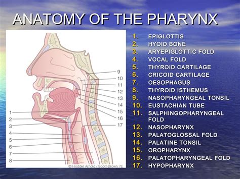 Pharynx Anatomy