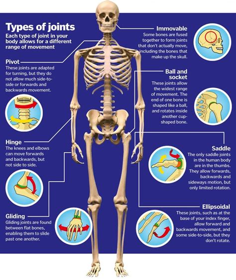Types Of Joints In The Human Body Rinfographics