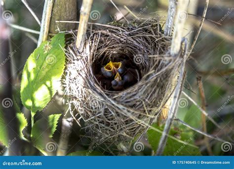 Nest With Nightingale Nestlings Stock Image Image Of Birds Wildlife
