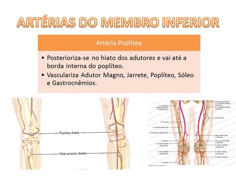 Anatomia Vascular Membro Inferior