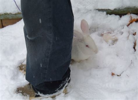 Snow Bunnies Core Dump