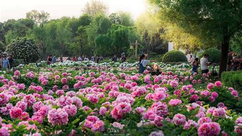 Luoyang Peony Is The Best In The World China 7 Day