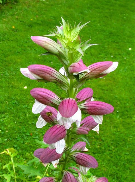 Plant World Acanthus Mollis