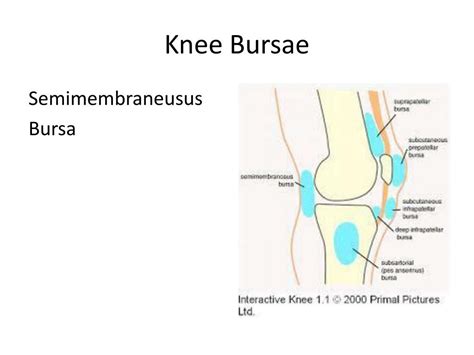 Ppt Basic Ultrasound Of The Knee Powerpoint Presentation Free