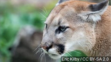 Wildlife Officials Kill Cougar That Had Threatened Jogger