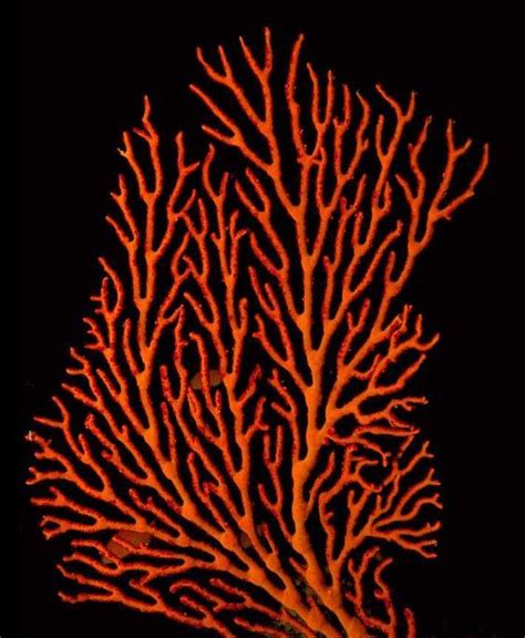 Orange Sea Coral Yahoo Image Search Results Coral Art Patterns In