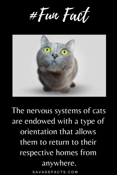Amazing Facts About Cats Cat Facts Fun Facts About Cats Fun Facts