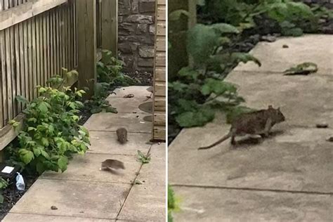 Dozens Of Rats Invade Homes Leaving Families ‘too Scared To Sleep Or Go