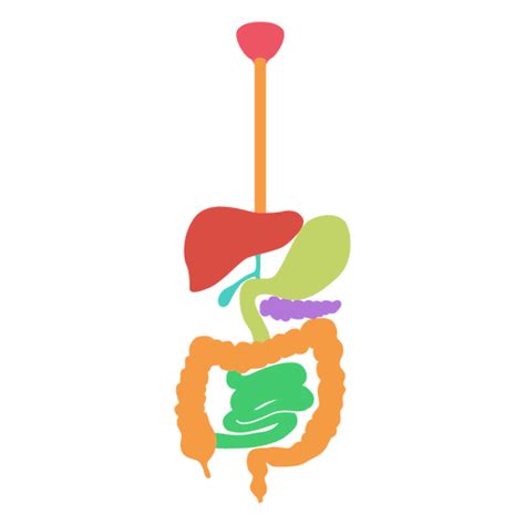 Digestive System Human Body Transparent Png And Svg Vector File