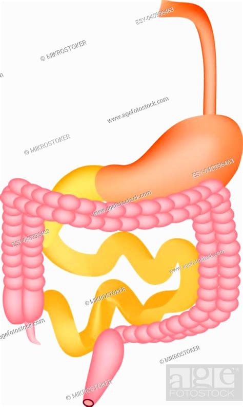 Organs Of The Gastrointestinal Tract Esophagus Stomach Duodenum