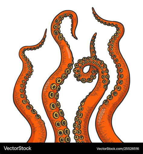 Octopus Tentacle Set Color Sketch Engraving Vector Image