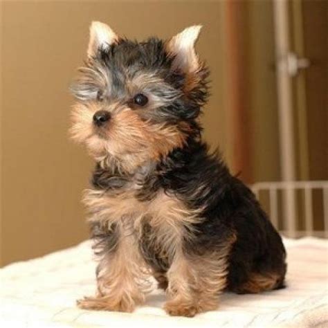 Teacup yorkie origins and history. Cute Adorable Teacup Yorkie Puppies For Adoption Offer