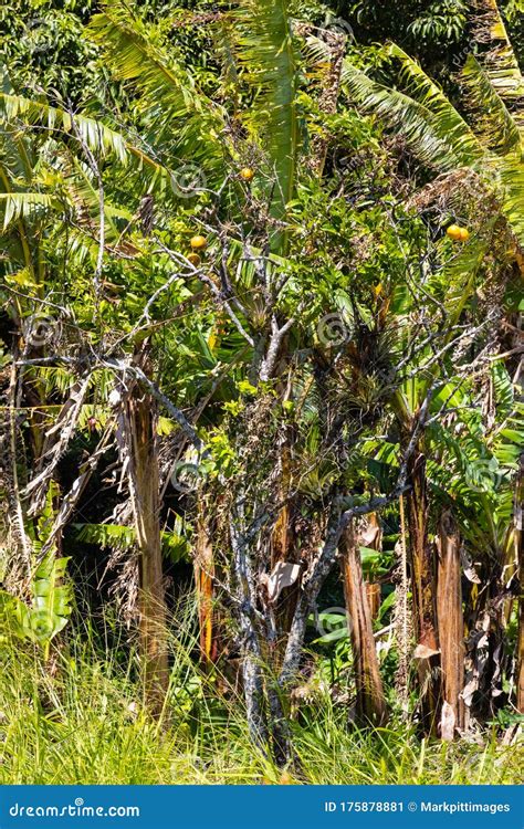 Costa Rica Lush Tropical Vegetation Stock Image Image Of Costa Hike