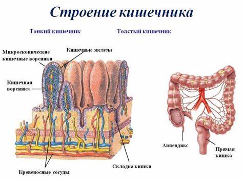 Лечение и диета толстой кишки Строение тонкого кишечника, его функции и возможные заболевания Строение тонкого кишечника, его функции и возможные заболевания Лечение и диета толстой кишки