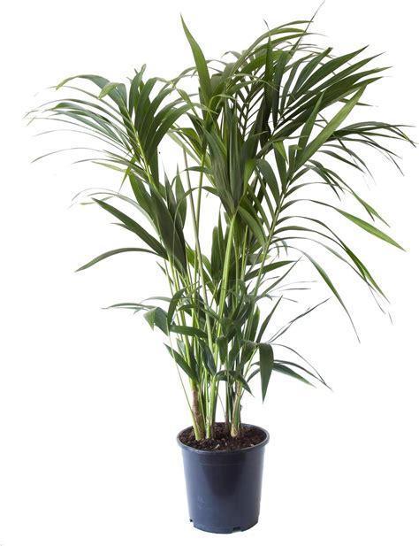 Kentia Palm Houseplant Indoor Plant Height 90 150 Cm Pot 19 Cm