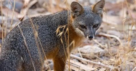 Island Gray Fox Fun Animals Wiki Videos Pictures Stories