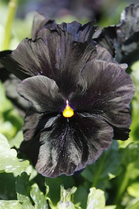 14 Pretty And Unusual Pansy Varieties
