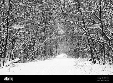 Winter Forest With Path Stock Photo Alamy