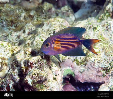 Red Sea Surgeonfish Hi Res Stock Photography And Images Alamy