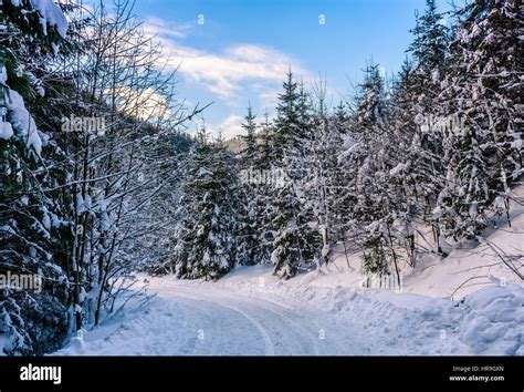 Winter Mountain Landscape Winding Road That Leads Into The Spruce