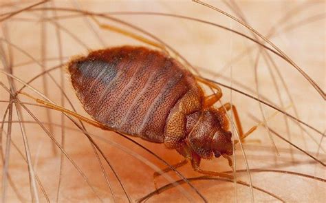 Blog How Dangerous Is It To Have Bed Bugs In My Marysville Home