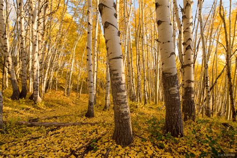 Golden Forest Ruby Range Colorado Mountain Photography By Jack Brauer