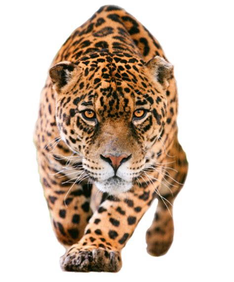 Leopard No Background Png All Png All