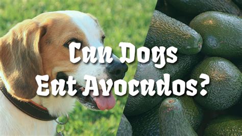 Avocados contain persin, a fungicidal toxin, which can cause serious health problems — even death. Can Dogs Eat Avocados? | Pet Consider