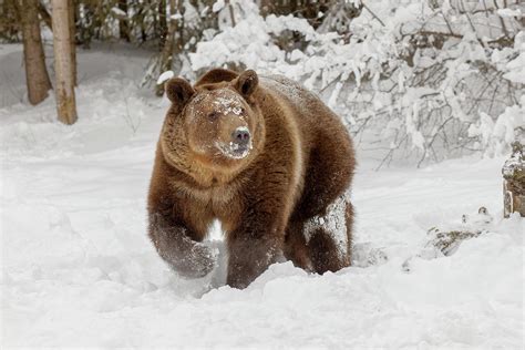 Grizzly Bear In Deep Winter Snow Ursus Photograph By Adam Jones Pixels