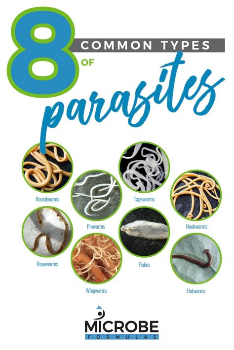 8 Common Types Of Parasites Parasite Cleanse Parasite Cleanse