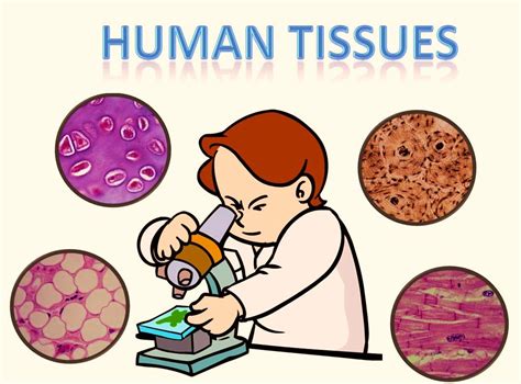 Bio Lab Histology The Study Of Tissues