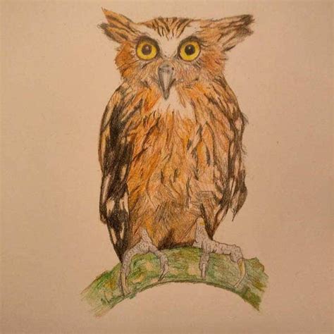 Drawing instruments include graphite pencils, pen and ink. 10+ Owl Drawings, Art Ideas | Free & Premium Templates