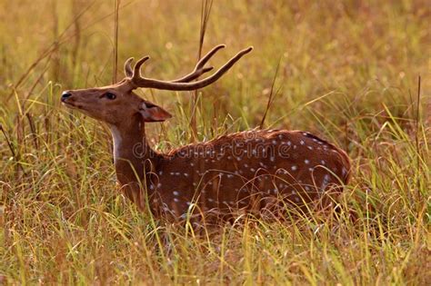 Beautiful Axis Deer In The Nature Habitat In India Stock Photo Image