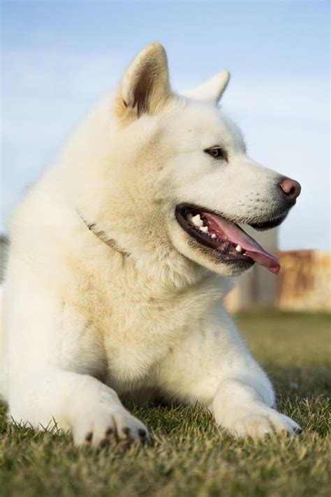 Portrait Od White Akita Inu Dog Stock Image Image Of Young Japanese