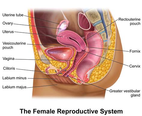 Female human anatomy vector diagram. Pictures Of Female Reproductive System In Human Beings ...