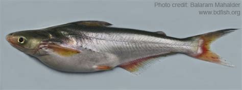 Pangasius Pangasius Bdfish Feature