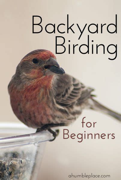 Backyard Birding For Beginners Backyard Birds Birds Bird Identification