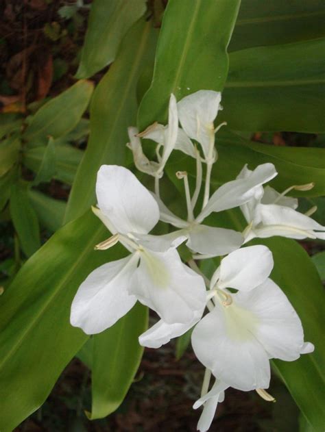 The National Flower Of Cuba White Ginger Lily Very Fragrant And Long