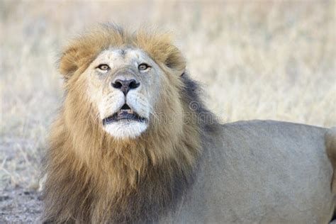 Adult Male Lion Roaring Stock Image Image Of Behavioral 91008833