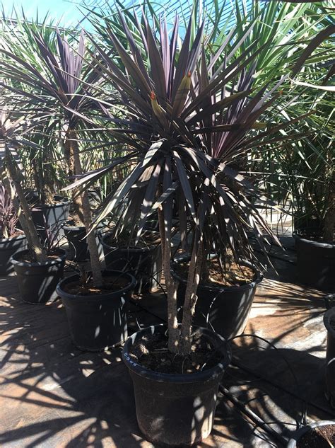 Cordyline Australis Purple Tower