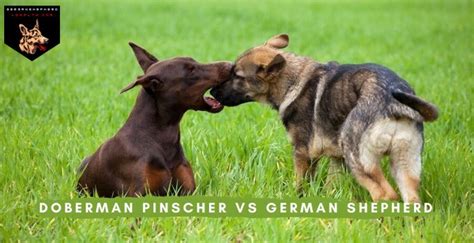 Doberman Pinscher Vs German Shepherd Breed Differences And Comparison
