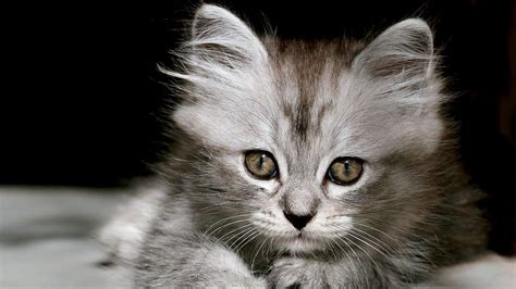 Pin By Rodica Luminita Font On Cats And Kittens Grey Kitten Cats
