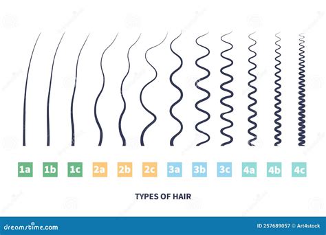 Detailed Hair Types Chart Set Of Strands Growth Patterns Stock Vector