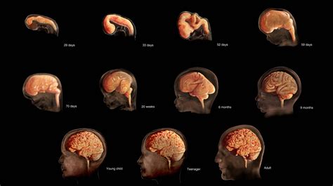 The Brain Before Birth Using Fmri To Explore The Secrets Of Fetal Neurodevelopment