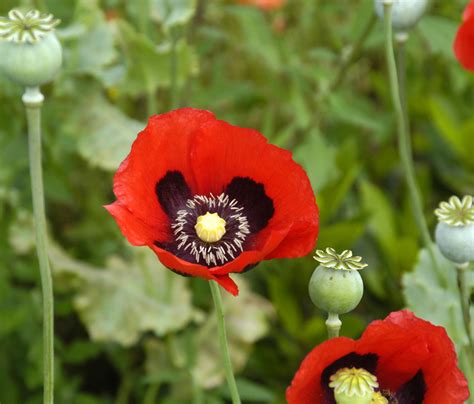 Opium How An Ancient Flower Shaped And Poisoned Our World New